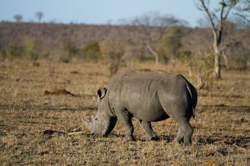 rhinos walking in the plains of the kruger national park