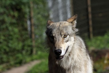 Beautiful Wolf 
