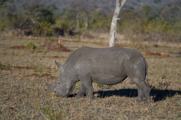 Fototapeta premium rhinos walking in the plains of the kruger national park