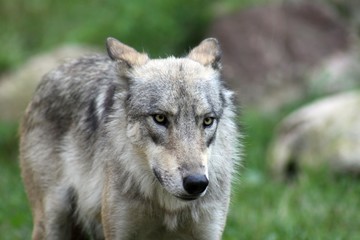 Beautiful Wolf 