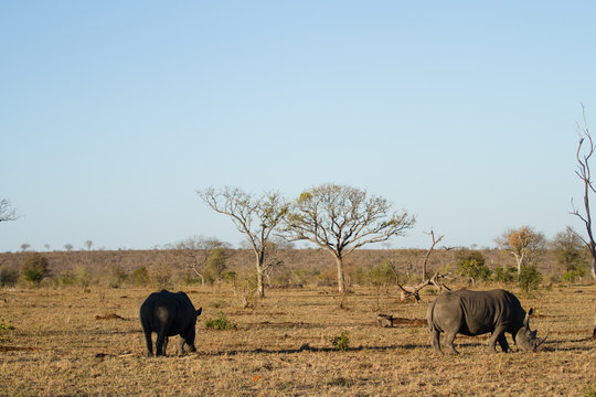 rhinos walking in the plains of the kruger national park