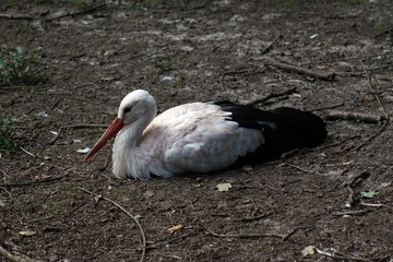 Sitting Stork