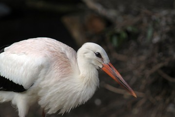 Stork