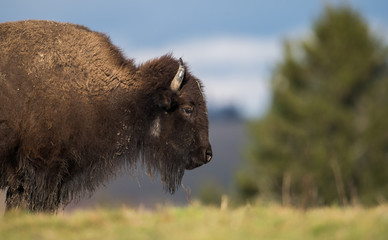 Bison