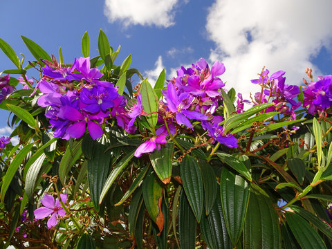 purple Tibouchina in bloom