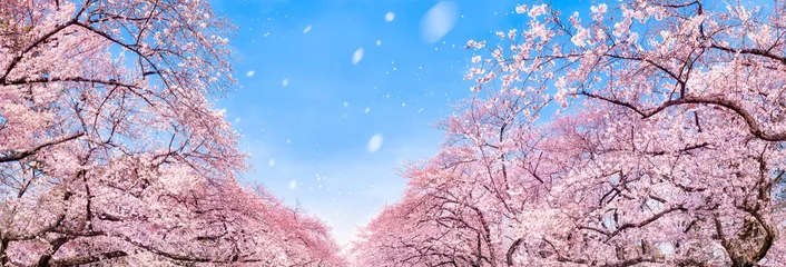 Foto auf Leinwand Kirschblüte Panorama im Frühling © eyetronic