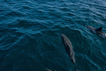 Naklejka premium Dolphins in Freedom