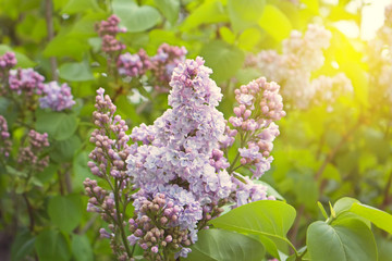 Blossoming lilac colorful spring bush bright fresh sunny background