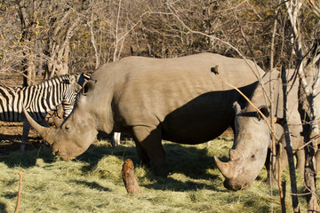 rhinos in the kruger national park