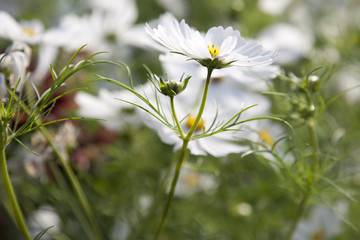 White Cosmos Flower