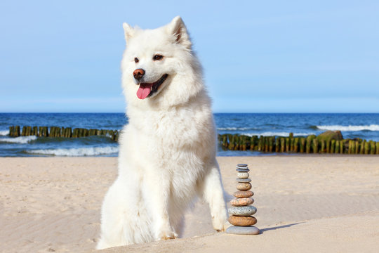 White Dog Samoyed And Rocks Zen On The Beach.