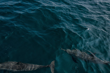 Fototapeta premium Dolphins in Freedom