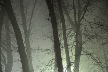 Trees in the fog at night, gloomy place, rays of light through the branches