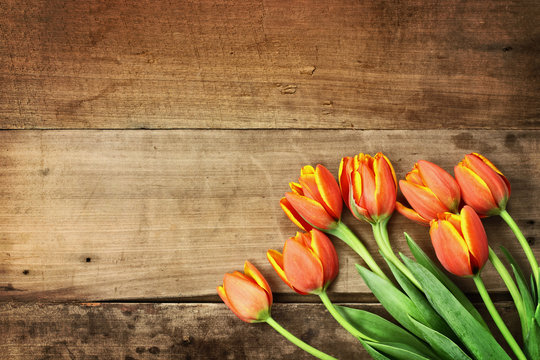 Orange Tulips over Wood Table Top