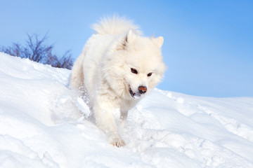 White dog Samoyed running on the snow in Sunny winter day