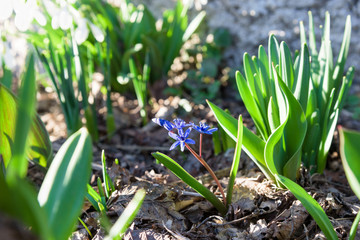 Obraz premium Bluebell in sunshine