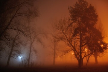 Fototapeta na wymiar Gloomy street tree in the fog, mist
