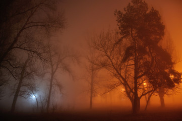 Fototapeta premium Gloomy street tree in the fog, mist