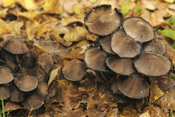 Forest mushrooms