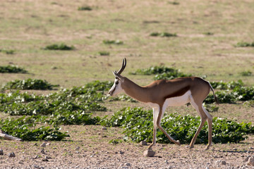 Springbok