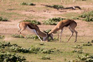 Springbok
