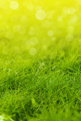 Green grass with defocused lights
