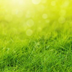 Fototapeta premium Green grass with defocused lights