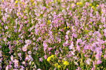 Pink Silene dioica flowers