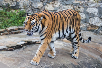 The Amur tiger
