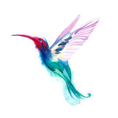 Watercolor blue humming-bird flying and  isolated on white background. rainbow bird. tropical colibri or white-throat