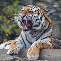Portrait of the Amur tiger.