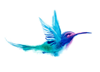 Watercolor blue humming-bird flying and  isolated on white background. rainbow bird. tropical colibri or white-throat