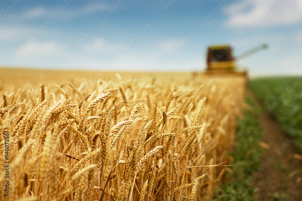 Wall mural Wheat harvest