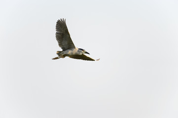 Adult Black-crowned Night-Heron wings high