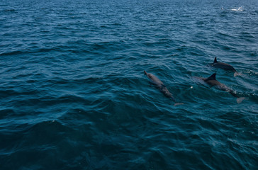 Obraz premium Dolphins in Freedom