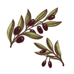 Set of two hand drawn olive branches with black olives