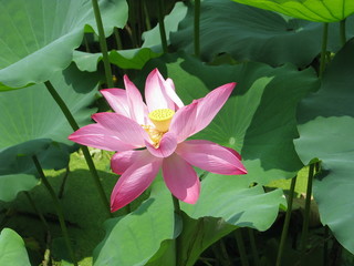 Lotus flower in the park in Wuhan, China