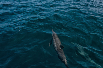 Fototapeta premium Dolphins in Freedom