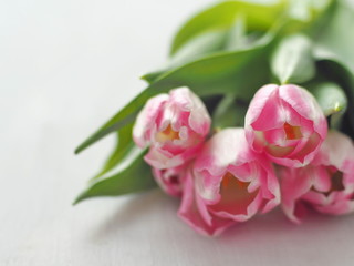 Five pink tulips arranged upon white wooden table. Flower background, blur. Selective focus on the front. Copy space for your text.