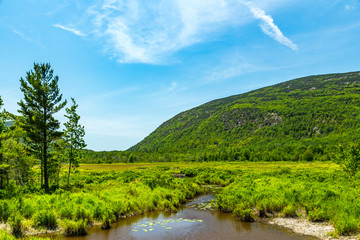 Beaver Dams on Cromwell Brook