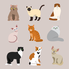 Fototapeta premium Cat breed cute pet portrait fluffy young adorable cartoon animal and pretty fun play feline sitting mammal domestic kitty vector illustration.