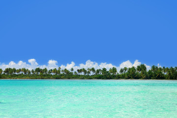 Fototapeta premium Palms on caribbean sea