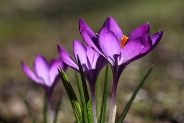 Drei Krokusse