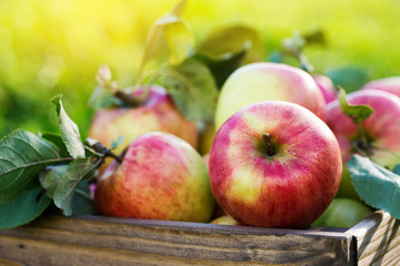 Apples in wooden crate in garden