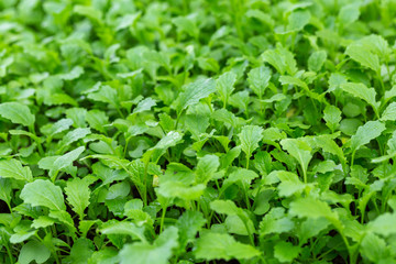 Mustard plants