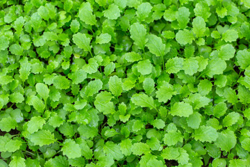 Mustard plants