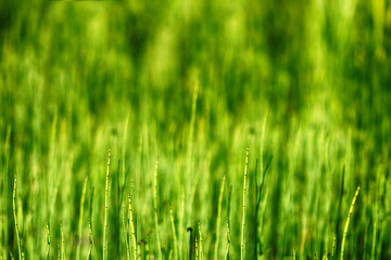 Schachtelhalm Hintergrund