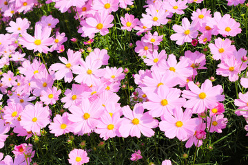 Naklejka premium Pink cosmos