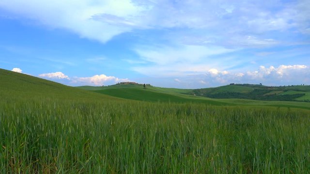 Relaxing scene of italian green hills, with wind flowing over the grass, and a beautiful summer sky in the background. Crete, Tuscany, Italy