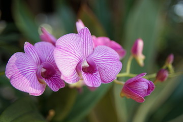 violet orchid close up
